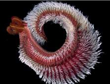 Alvinella pompejana