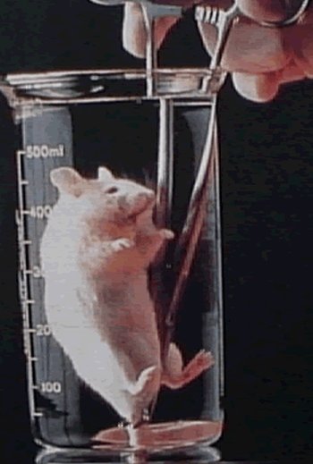 rato imerso em um líquido
