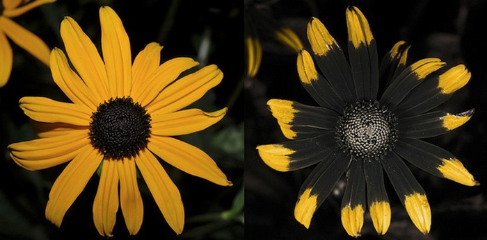 duas imagens da mesma flor em visivel e uv