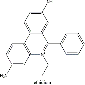 molecula etidium