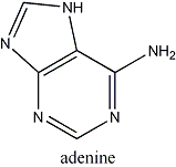 adenina molecula