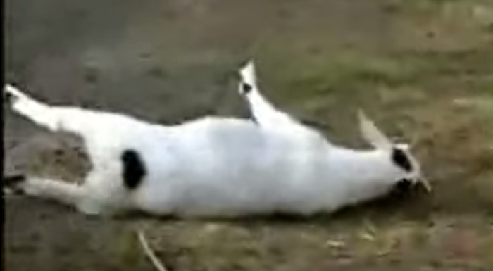 cabra branca com patas travadas