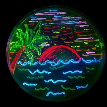 bacterias-fluorescentes