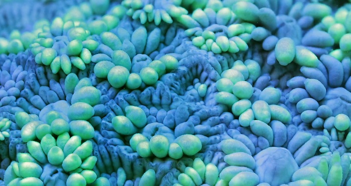 macrofoto de coral