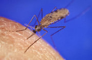 Mosquito que transmite a malária ( fonte: wikipedia)