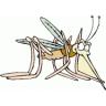 mosquito