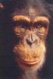 primata chimp