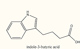 auxina molecula