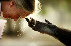 jane goodall e jou jou