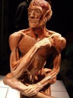 plastinacao cadaver