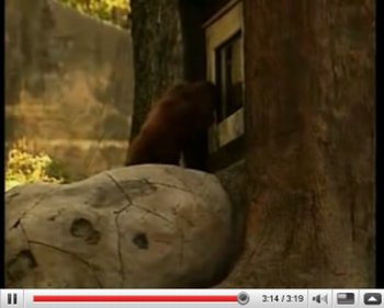 orangotango jogo video game zoologico