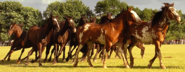 cavalos correndo