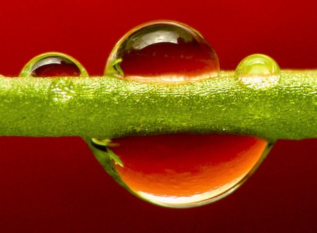 macrofotografia de gotas de água