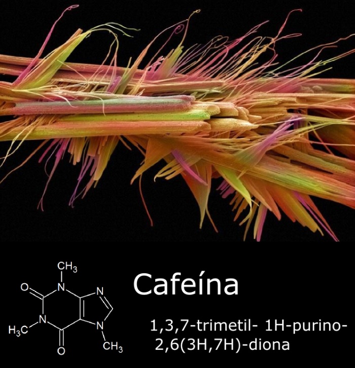 imagem de microscopio eletronico de varredura